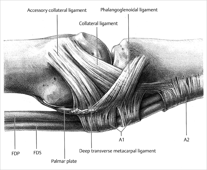 35 The Metacarpophalangeal Joints | Musculoskeletal Key