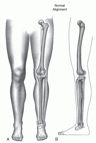 Lower Extremity Alignment Musculoskeletal Key