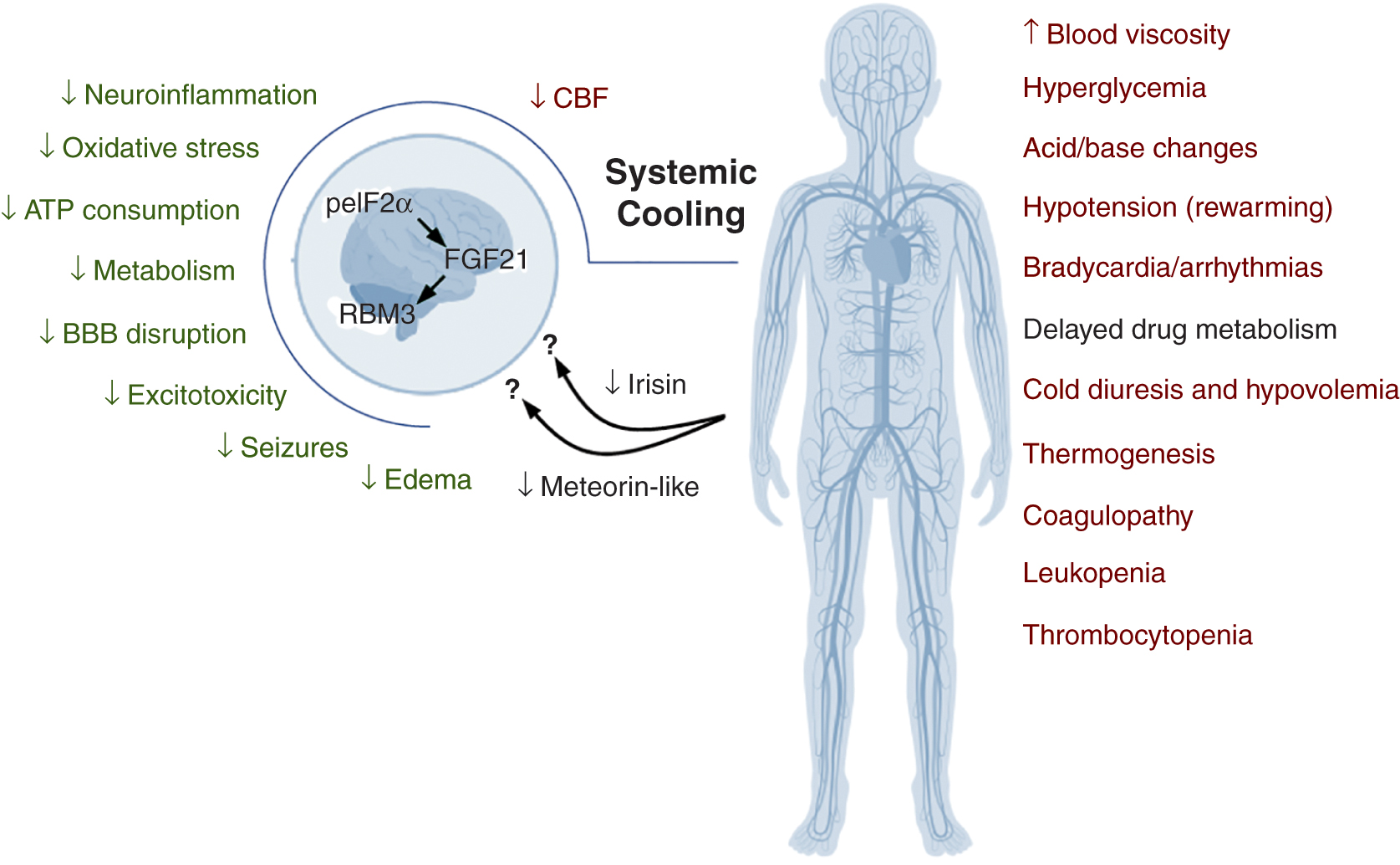 Hypoxic-ischemic Encephalopathy | Musculoskeletal Key