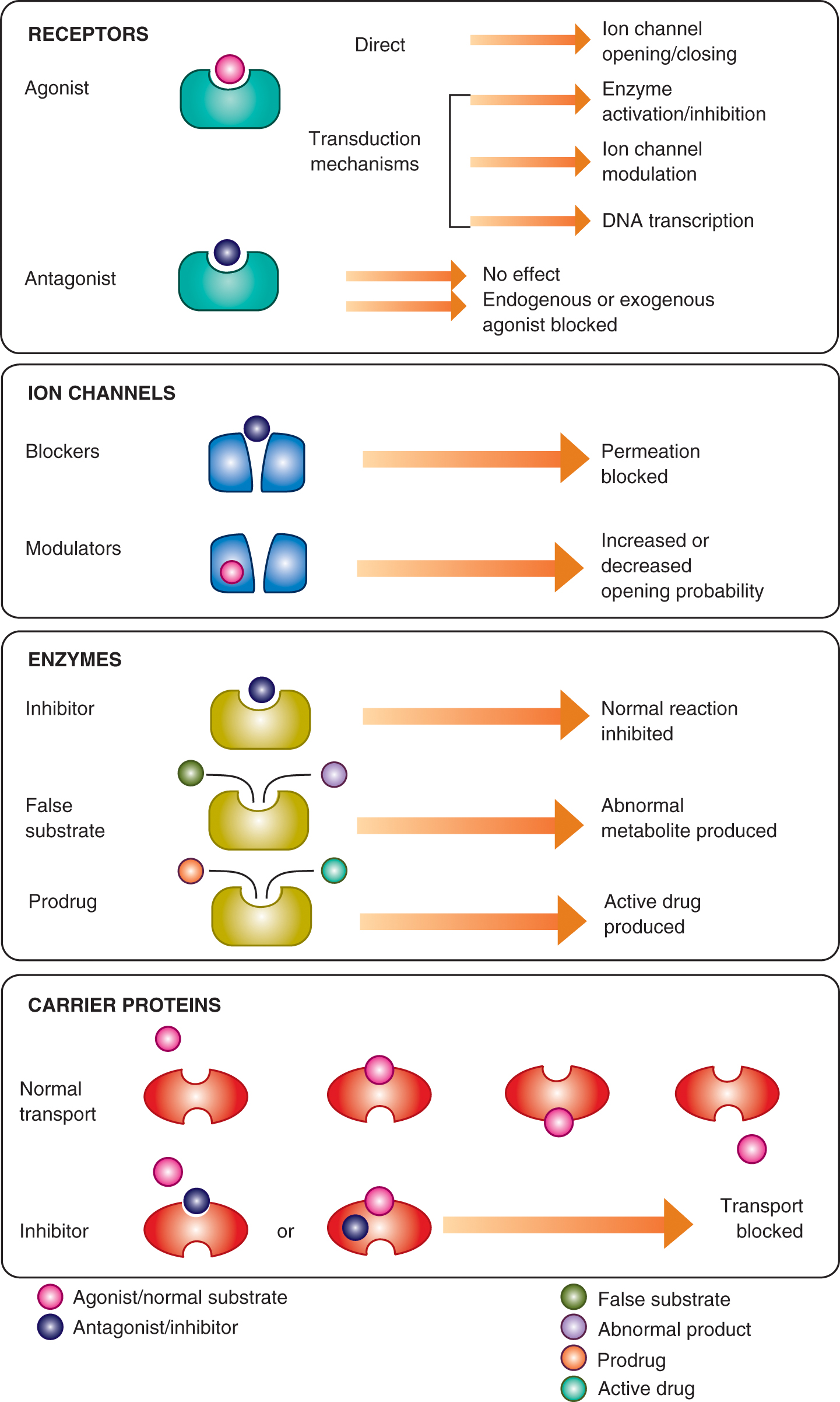 Molecular Mechanisms Of Drug Actions | Musculoskeletal Key