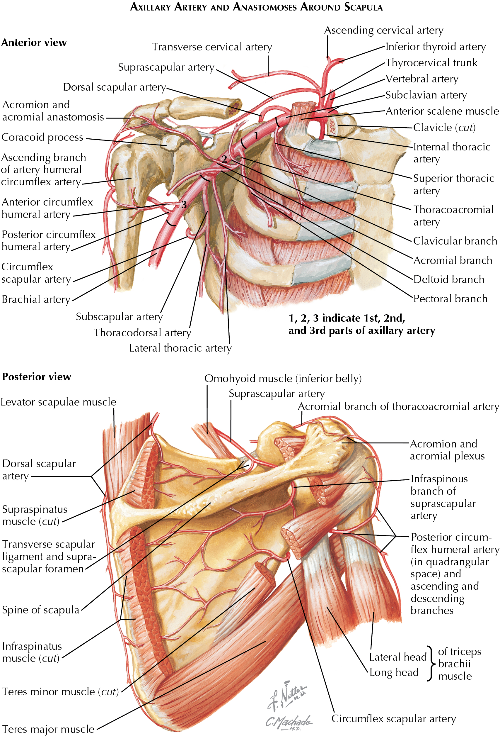 Structure And Function Of The Rotator Cuff | Musculoskeletal Key