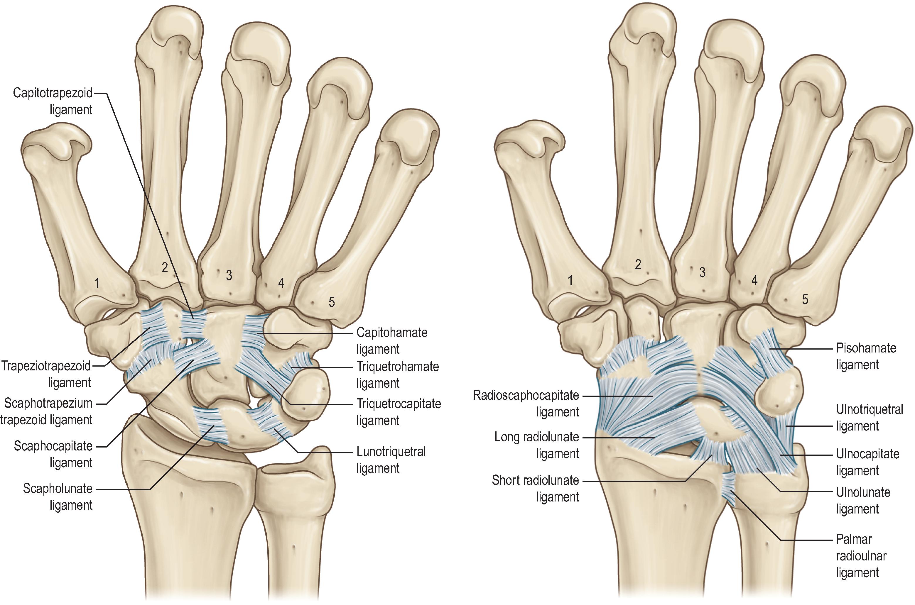 The Hand And Wrist | Musculoskeletal Key