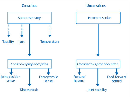 3 Proprioception And Neural Feedback In Thumb And Wrist Arthroplasty ...