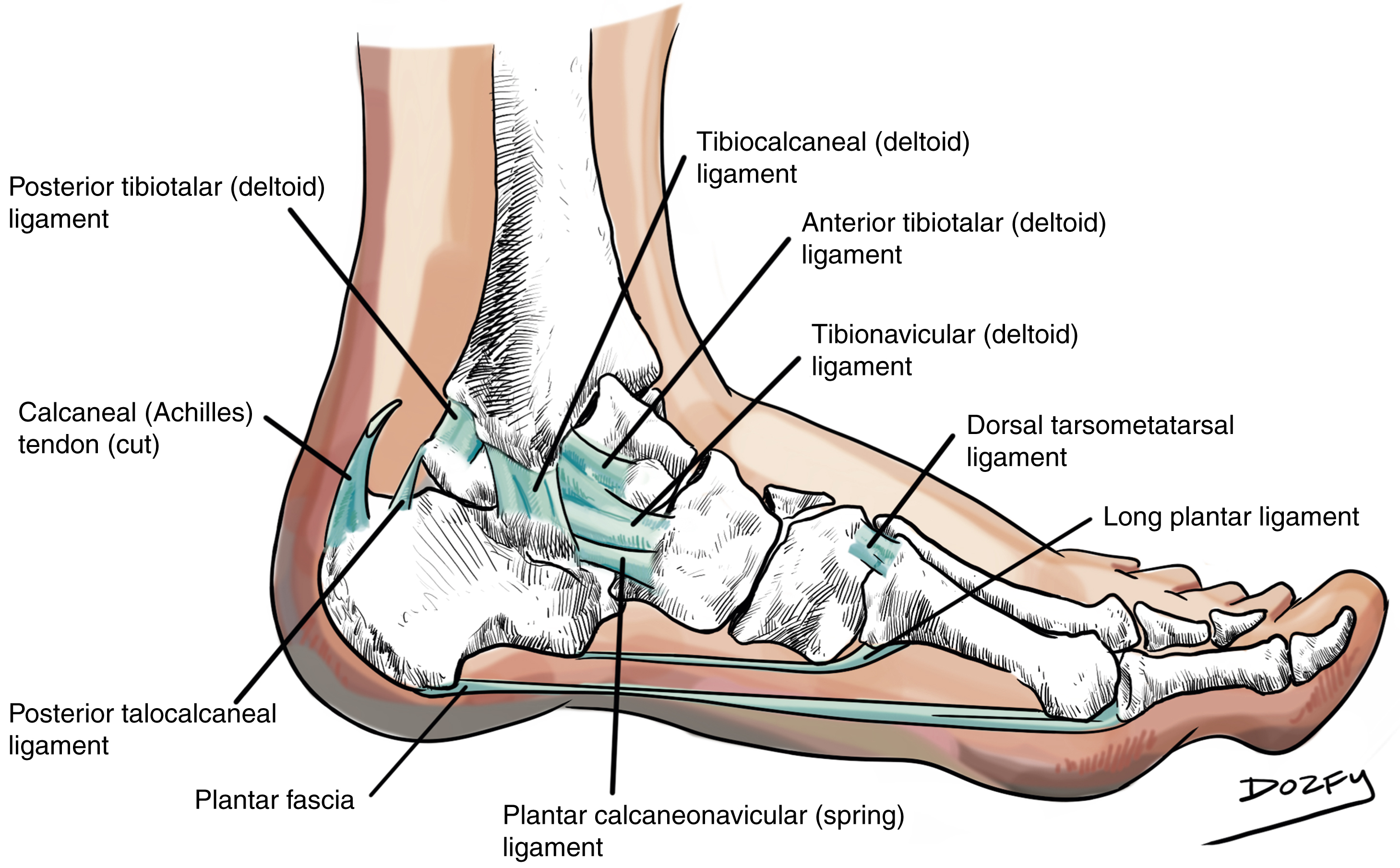 Foot Injection Techniques | Musculoskeletal Key