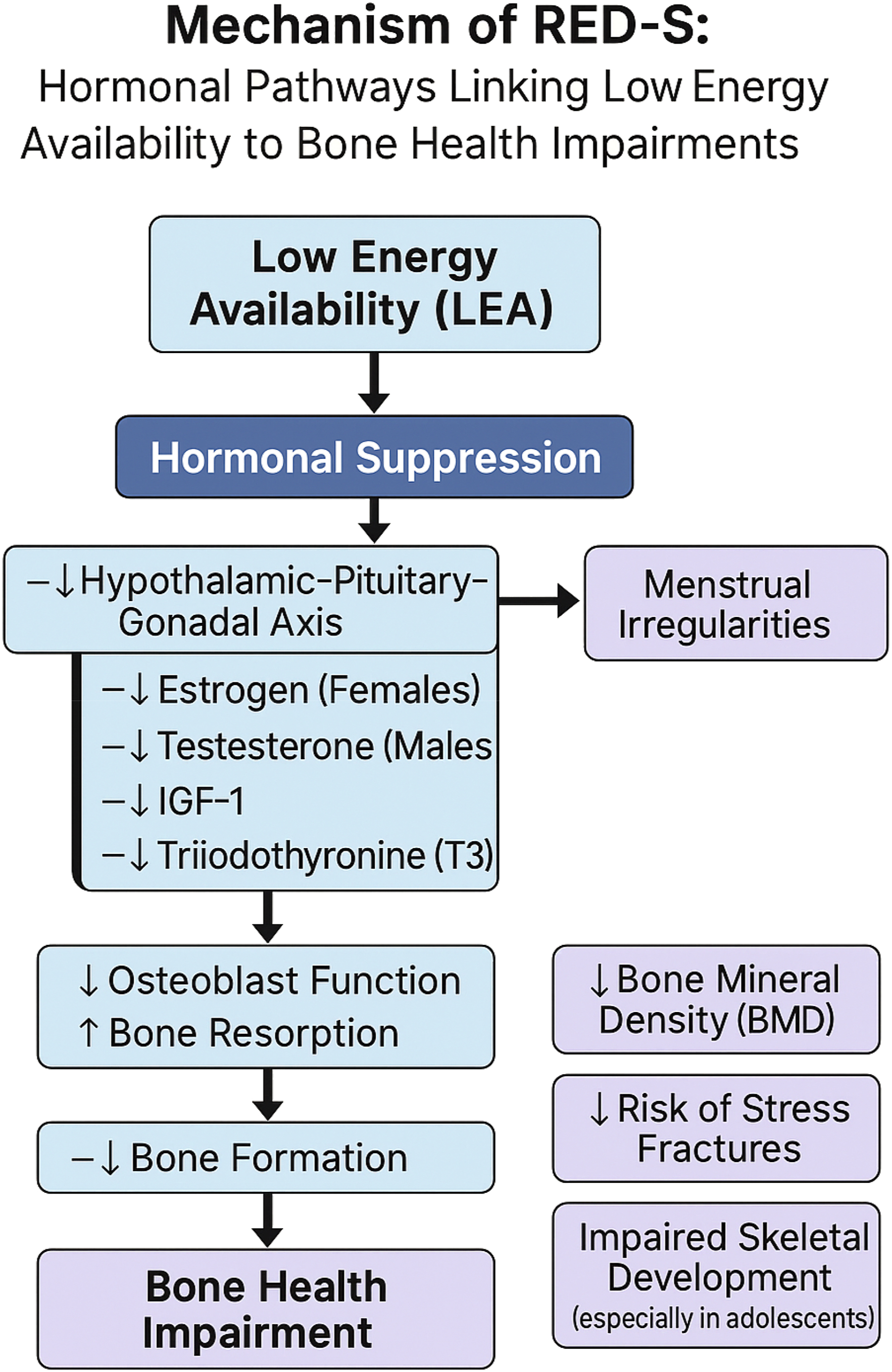A flow diagram illustrates the mechanism of Relative Energy Deficiency in Sport R E D-S and its effects on bone health.
