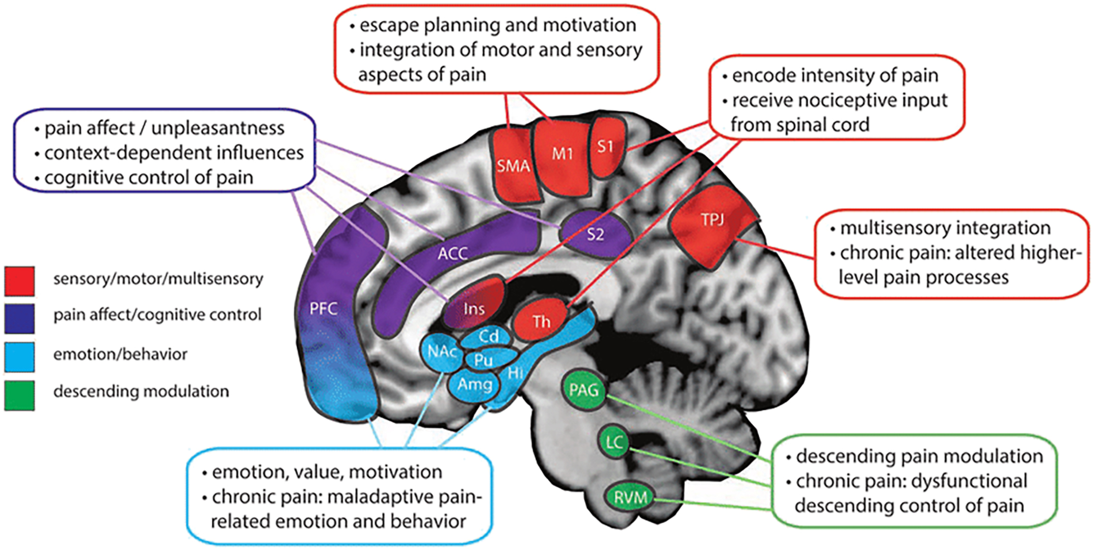 A diagram of the human brain highlights cortical areas involved in pain sensation, interpretation, and modulation, color-coded by their sensory, cognitive, emotional, and descending functions.