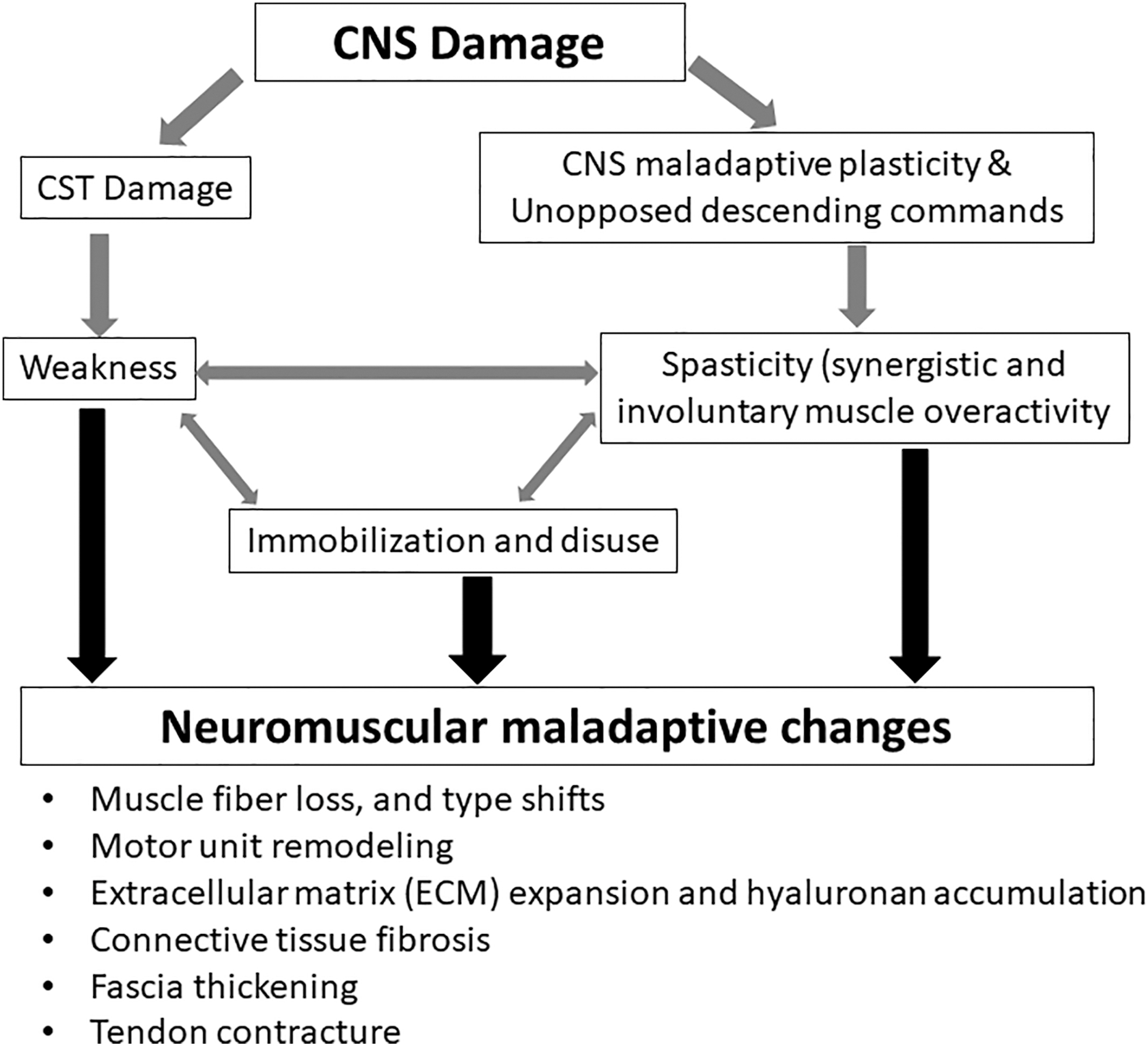 A schematic illustration depicts the central nervous system damage leading to weakness, spasticity, and immobilization, resulting in maladaptive neuromuscular changes in spastic muscles.