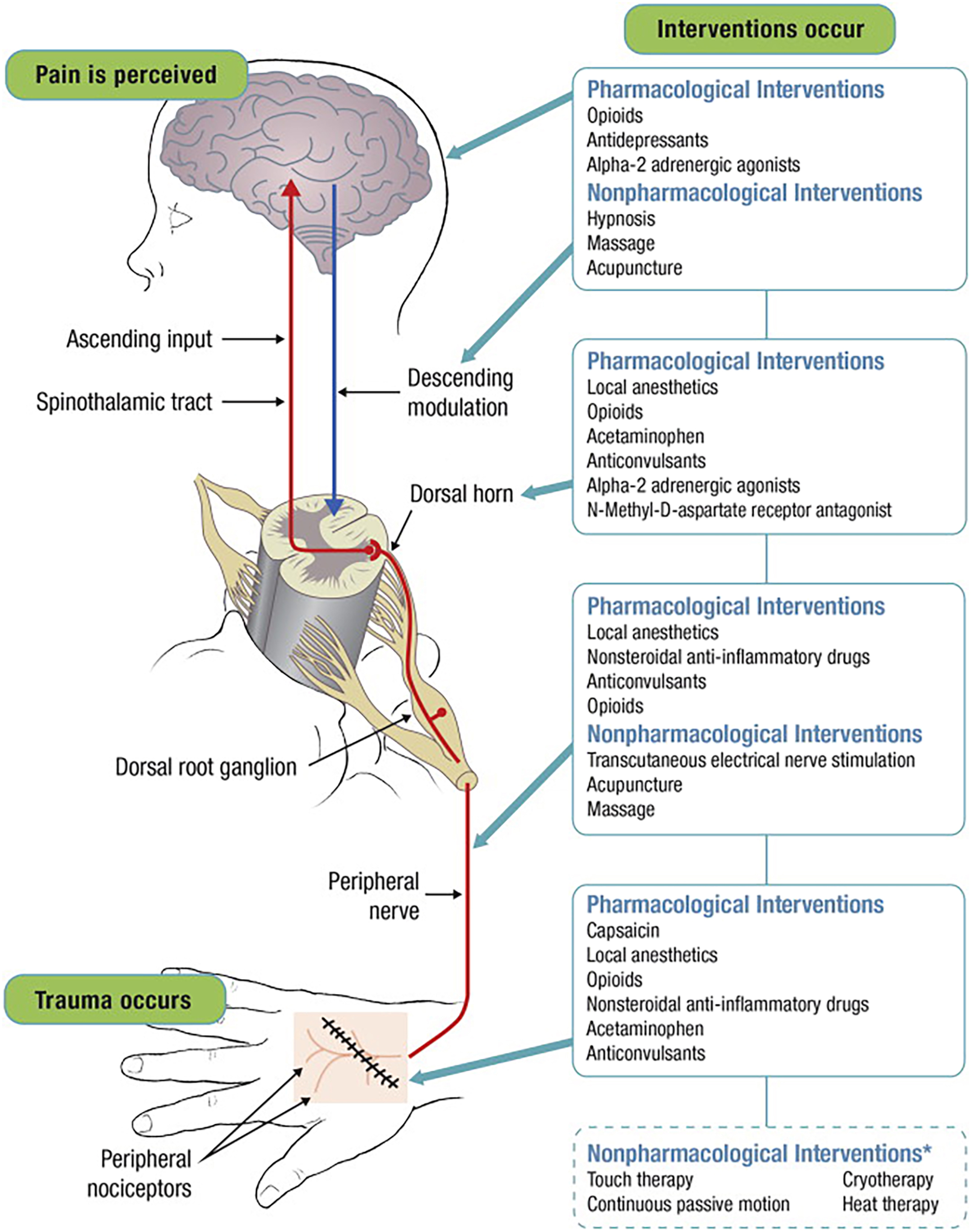 A diagram shows the anatomical pain perception pathway from peripheral trauma to the brain, alongside a list of pharmacological and nonpharmacological interventions.