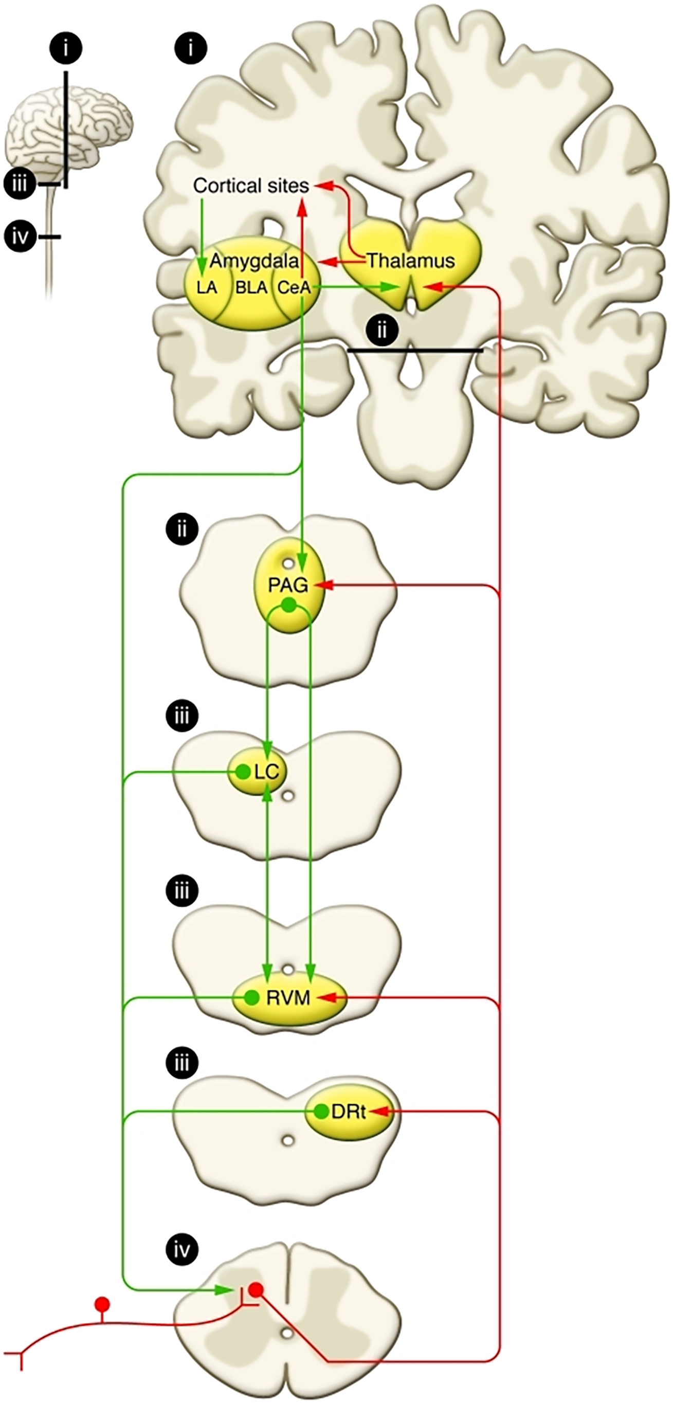 A schematic diagram illustrates the descending inhibition pathway and ascending tracts of cortical and spinal cord structures, including the amygdala, thalamus, and various lower brainstem nuclei.