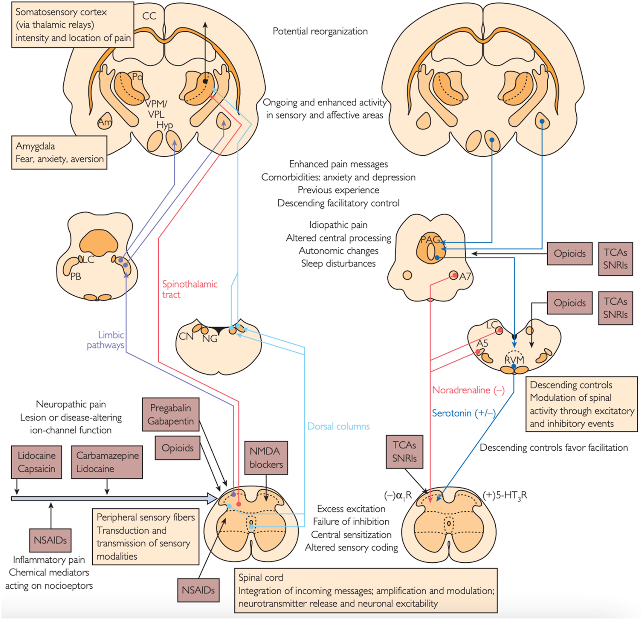 A diagram of neuroanatomy shows ascending pain transmission pathways on the left, descending modulatory pathways on the right, pathological changes, and various targeted pharmacological agents.