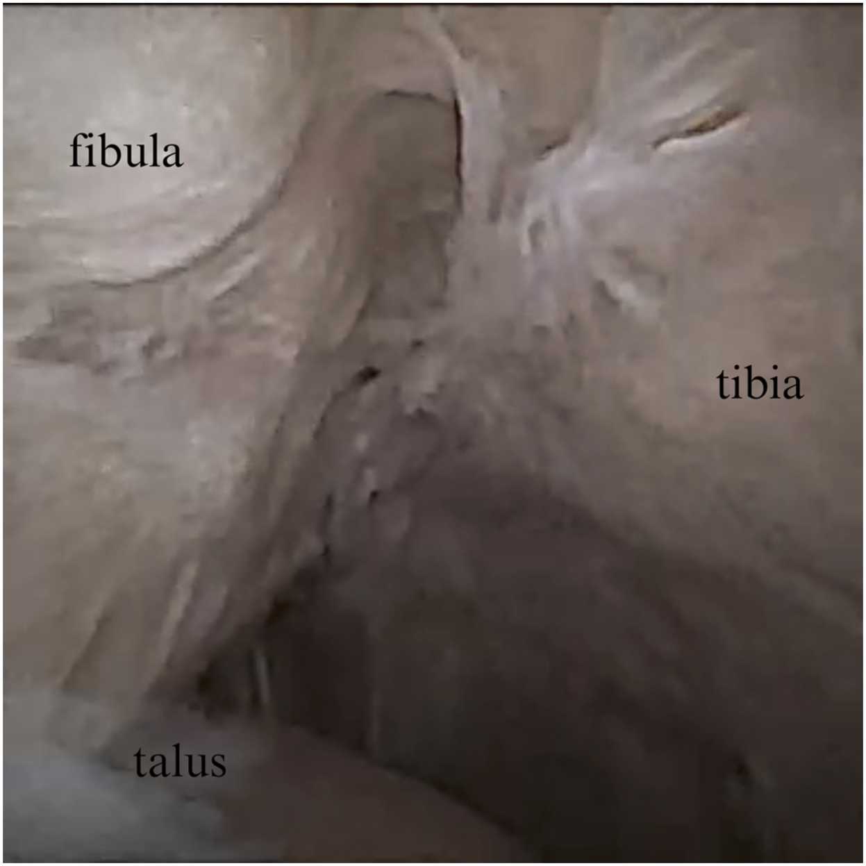 Fig. 5